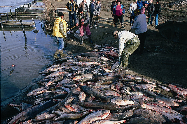 pesci morti per l'inquinamento da cianuro nei pressi di una miniera d'oro